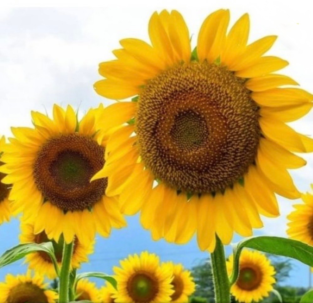 Mammoth Grey Stripe Sunflower – Fresh Seeds – GIANT Heirloom Non-GMO, 🌻 USA