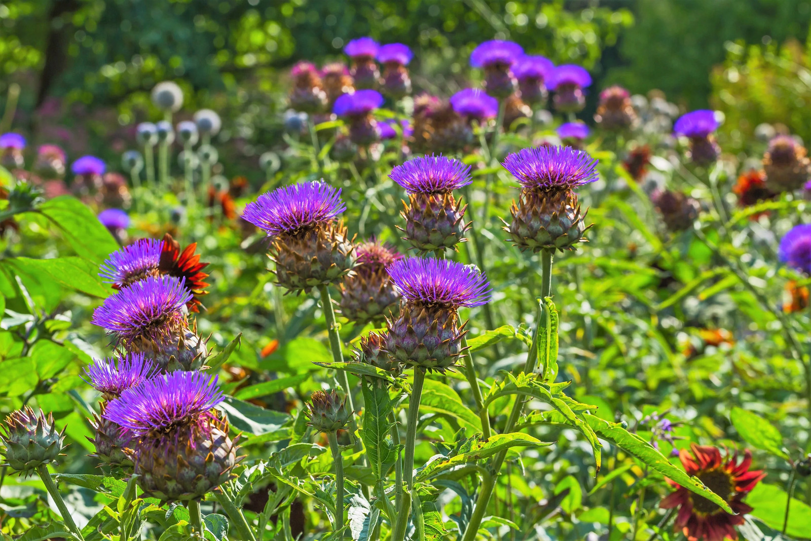 25 CARDOON Cynara Cardunculus Artichoke Thistle Perennial Edible Vegetable Seeds