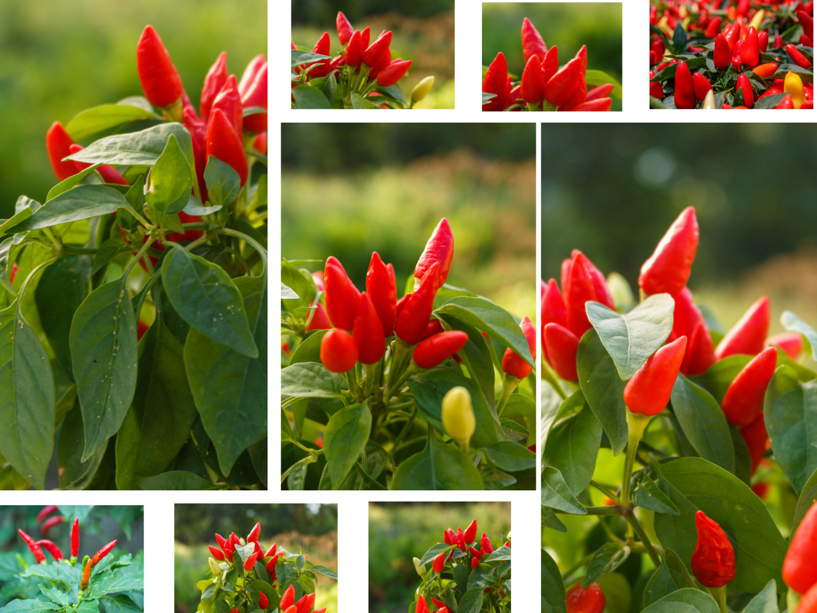35 Seeds| Bird’s Eye Chili Peppers (Thai) Seeds#6039