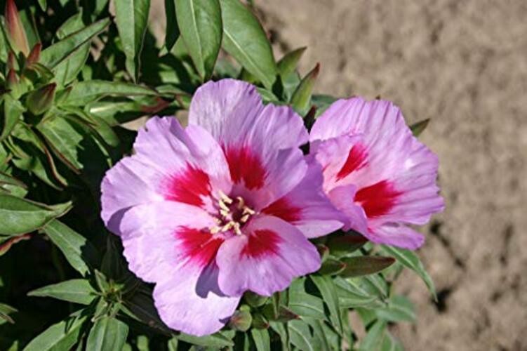 Godetia Cattleya Lilac Flower Seeds (Clarkia Amoena) – 1500+ Non-GMO Heirloom