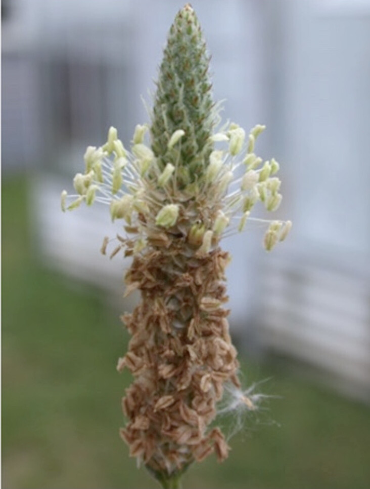 Fresh 2023 Seeds, Cold stratified~Lanceolata*English*Mugwort