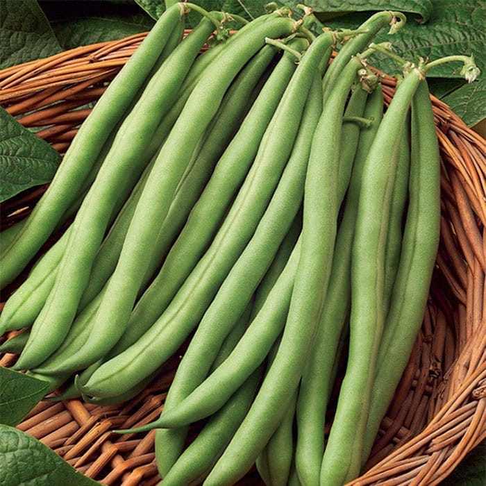 KENTUCKY WONDER POLE Bean Seeds, Heirloom Seeds – NON GMO, A kitchen favorite.