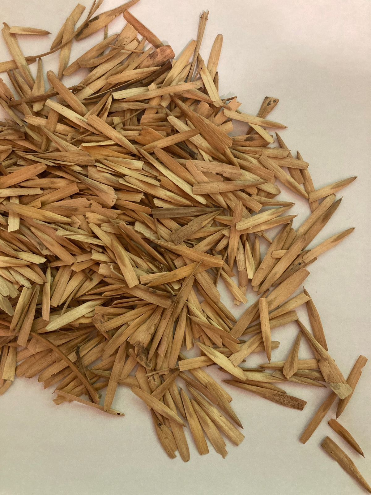 Green Ash Tree Seeds (Fraxinus Pennsylvania lanceolata wings)