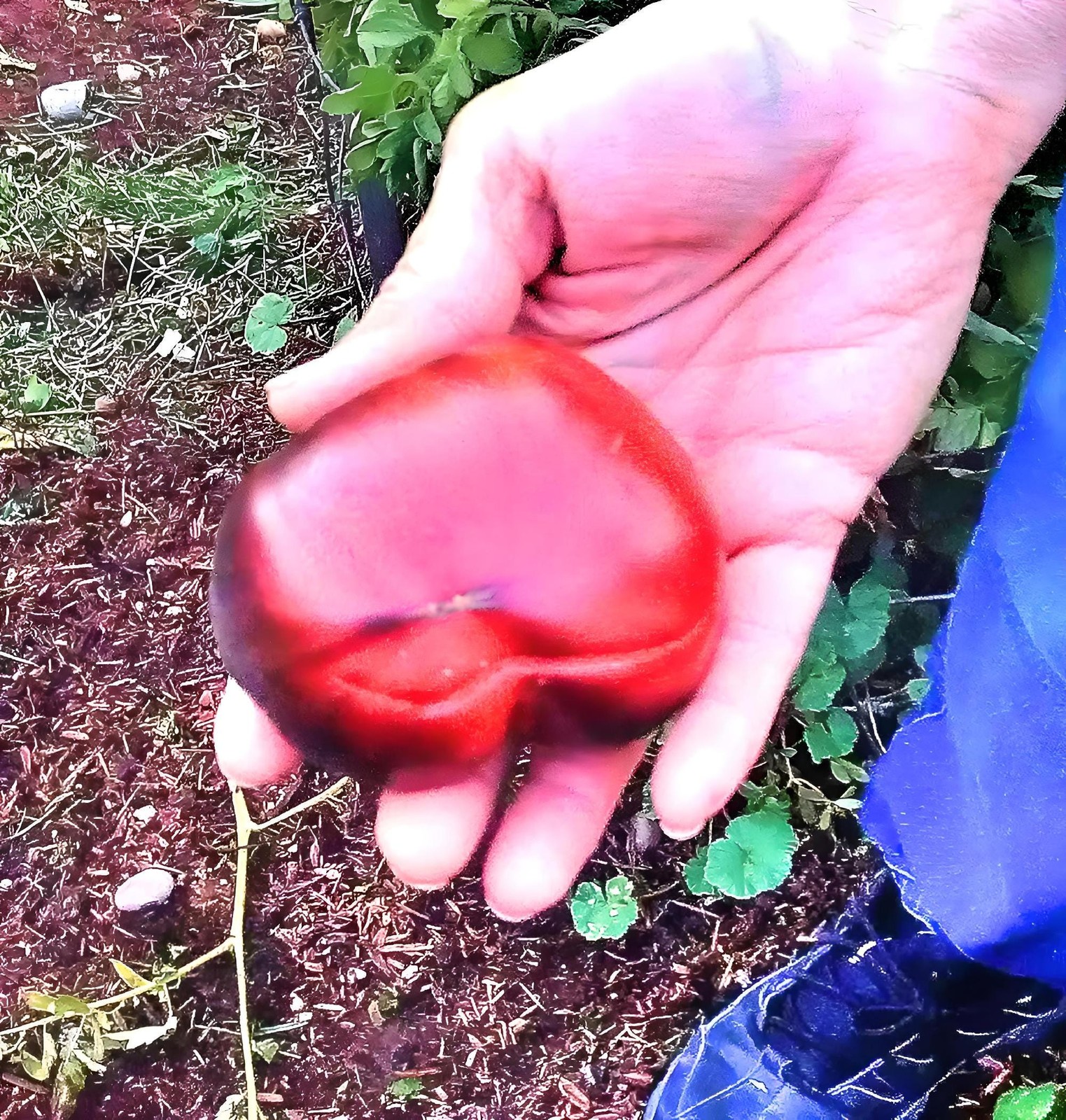 Black Beauty, Tomato