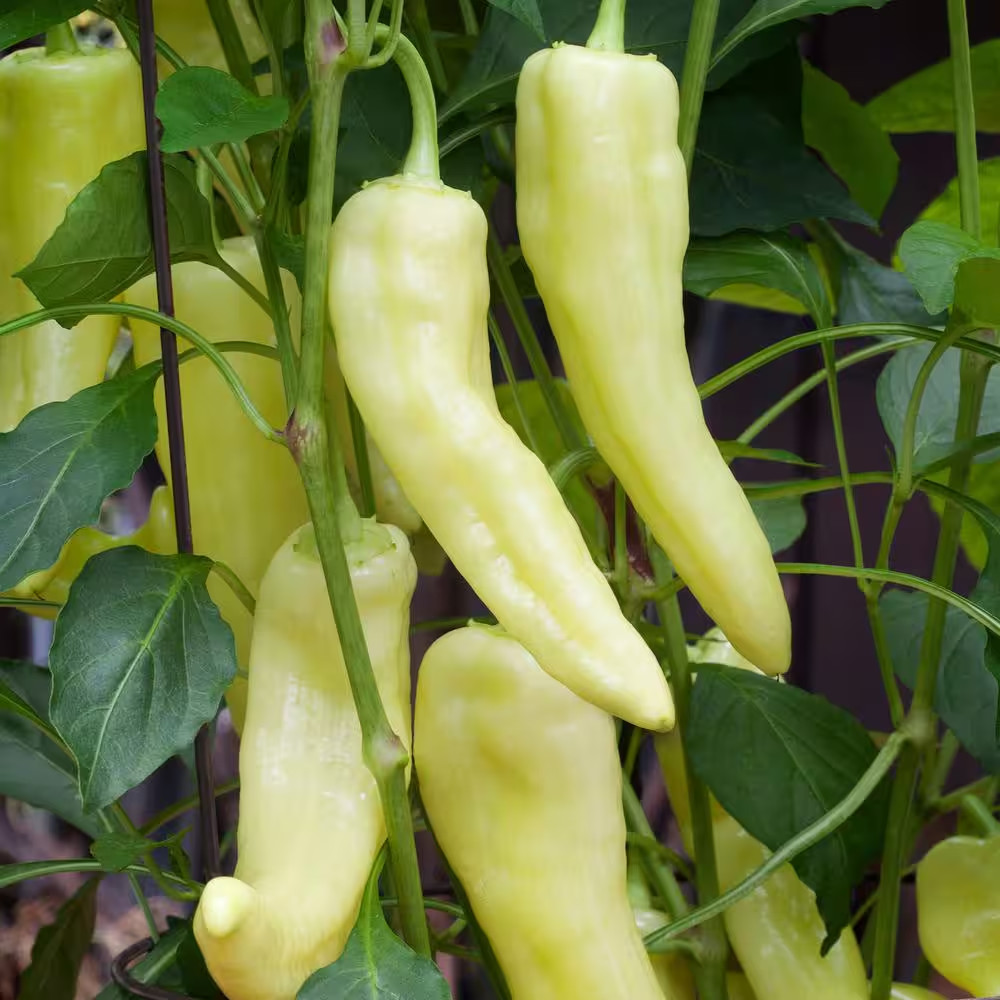 19 Oz. Sweet Banana Pepper Plant (2-Pack)