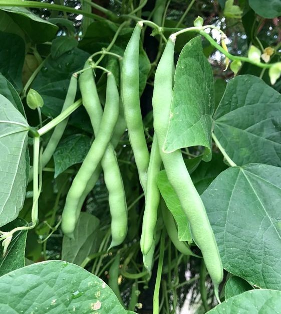 Whiskey Mountain Pole Bean Seeds (25) / Rare / HEIRLOOM / EASY