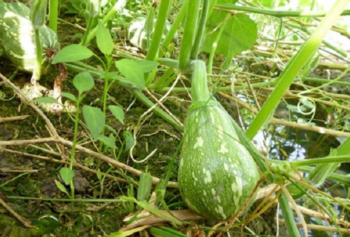 (1 PCS) KATORA GOURD, BÍ HẠT ĐẬU KAROTA SIÊU NGON NGỌT