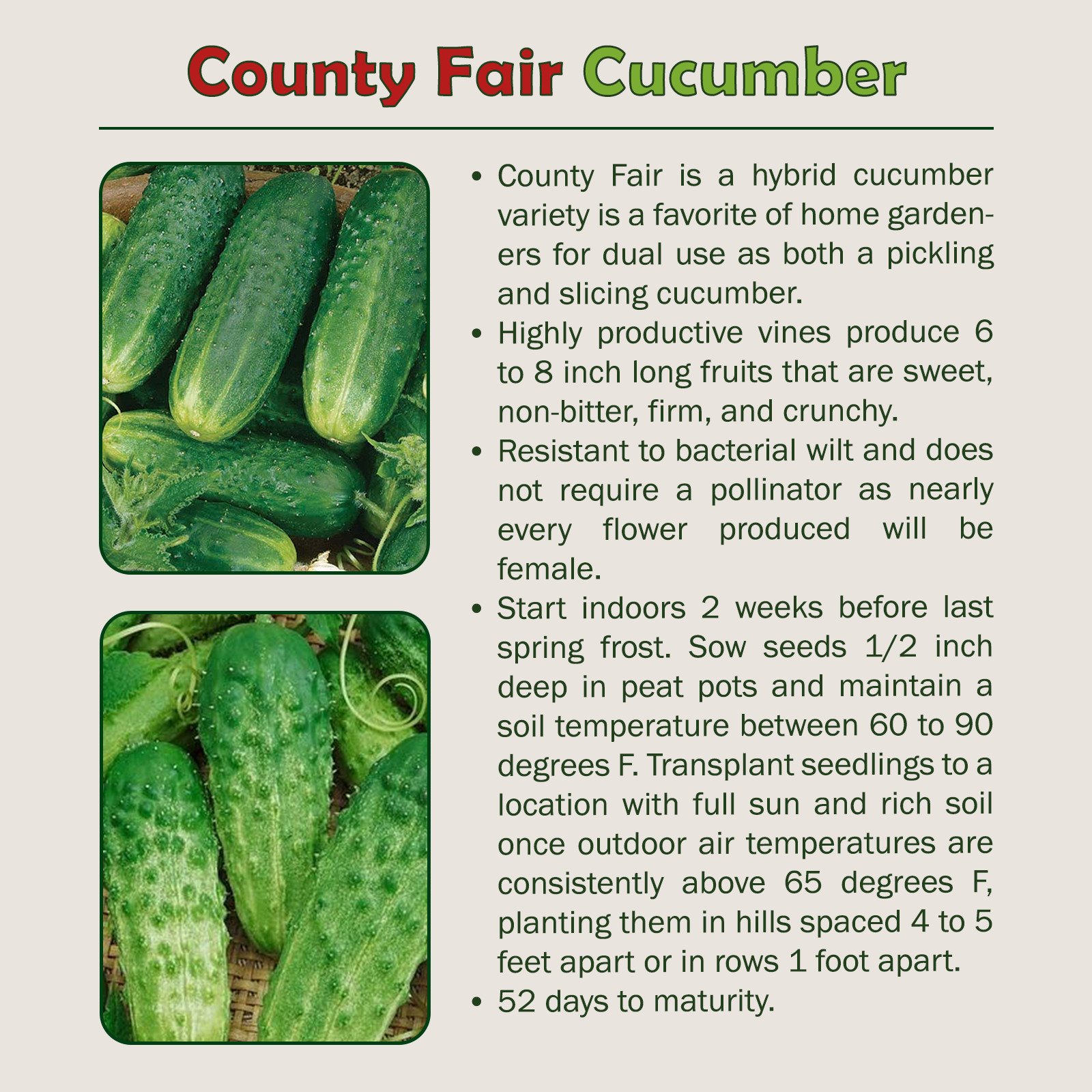20 County Fair Cucumber Seeds, Hybrid, Genuine USA