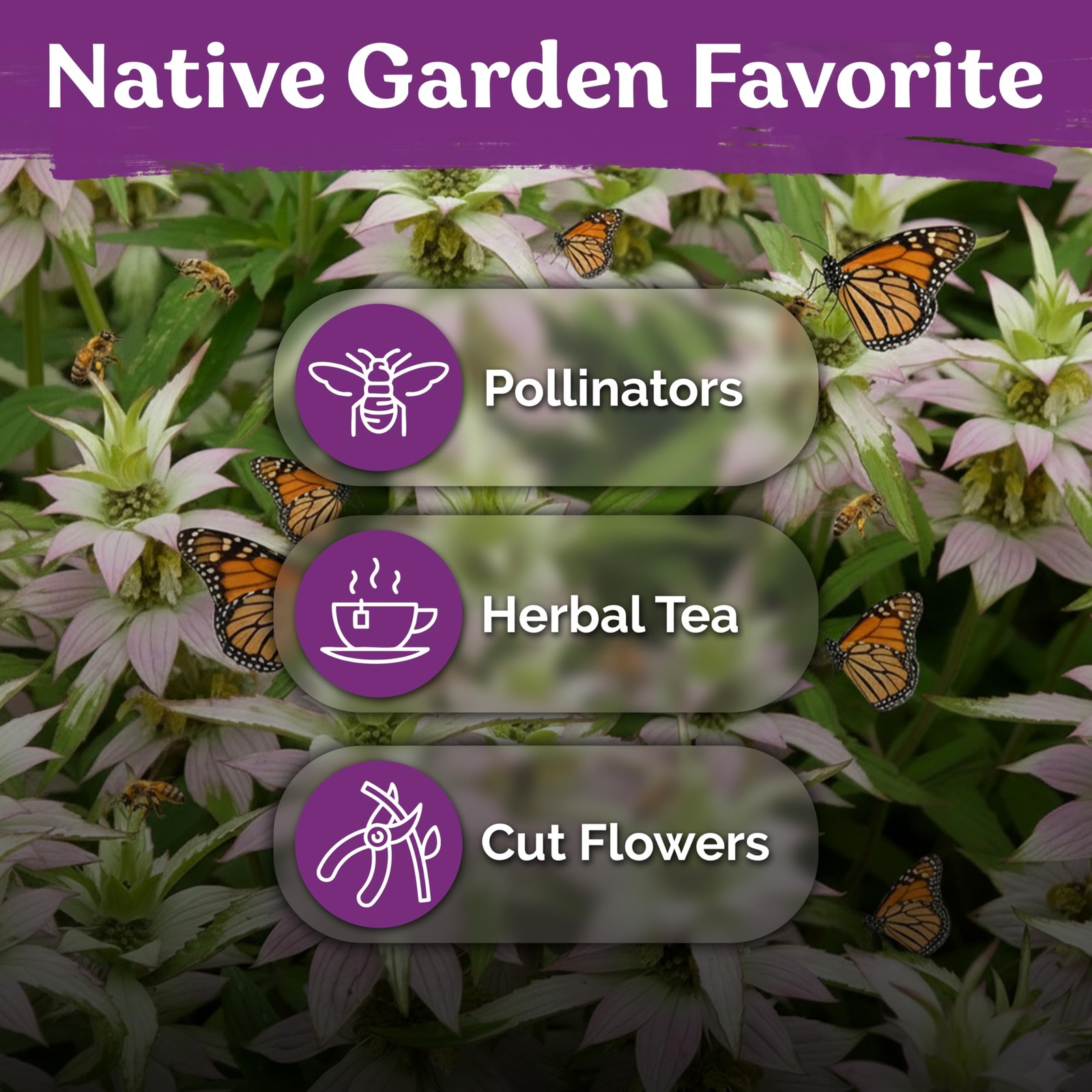350 Spotted Bee Balm Seeds (Monarda Punctata) – Horsemint, Aromatic Oregano S…