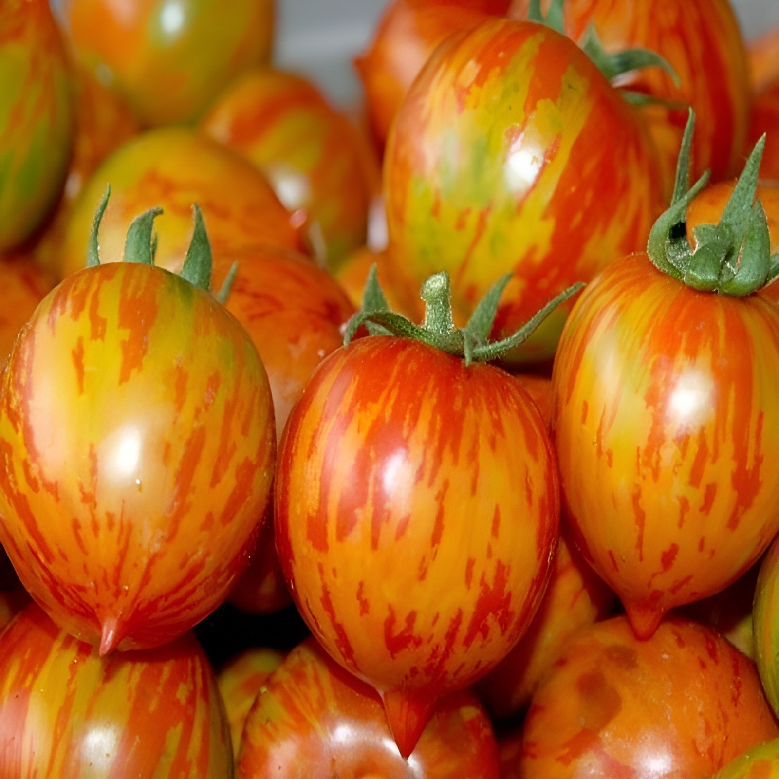 100 Isis Candy Cherry Tomato Seeds -One Of The Sweetest Indeterminate Tomatoes