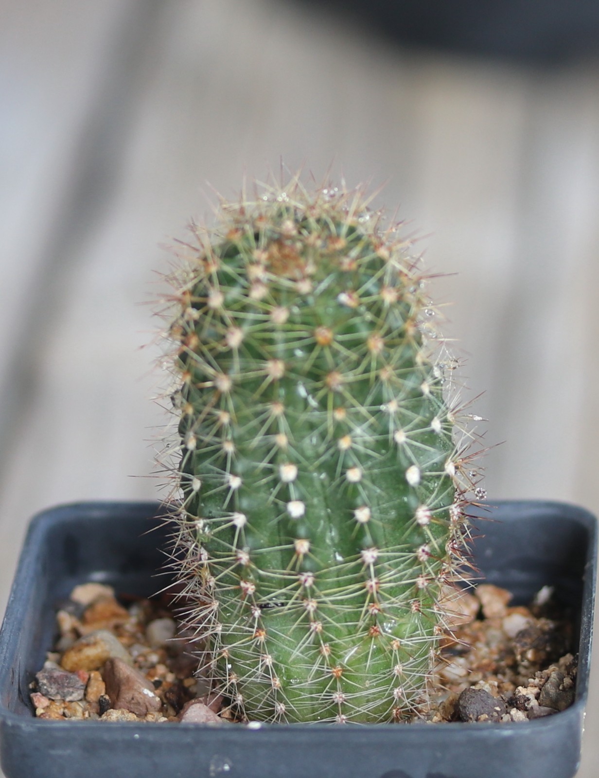 Echinopsis hybrid ‘Buergler Blau’