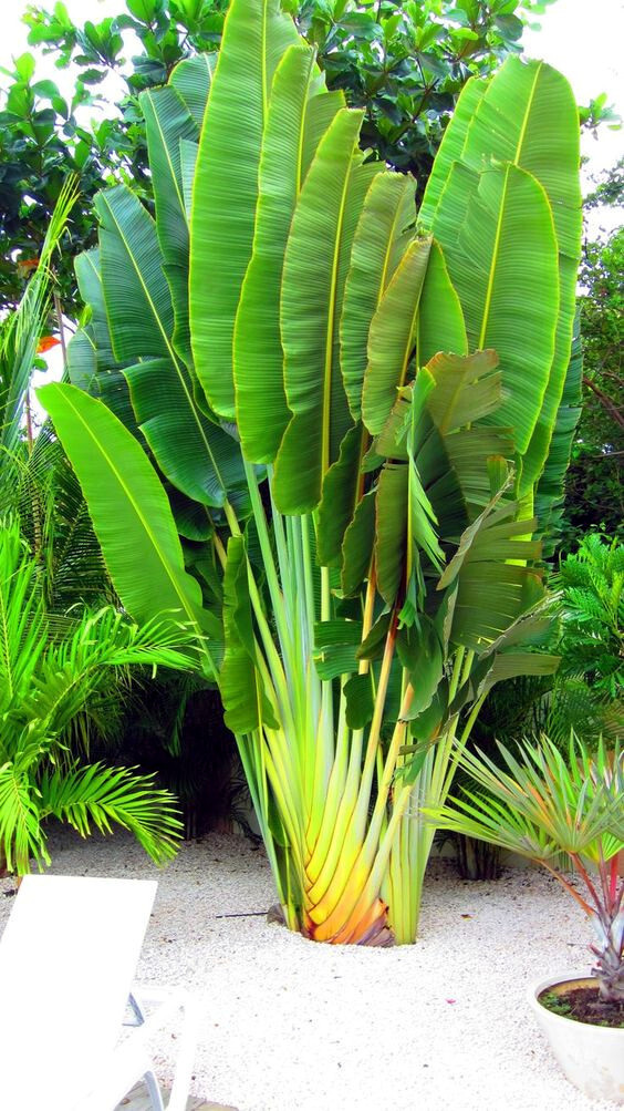 TRAVELERS PALM TREE SEEDS (Ravenala madagascariensis) Bird of Paradise Plant
