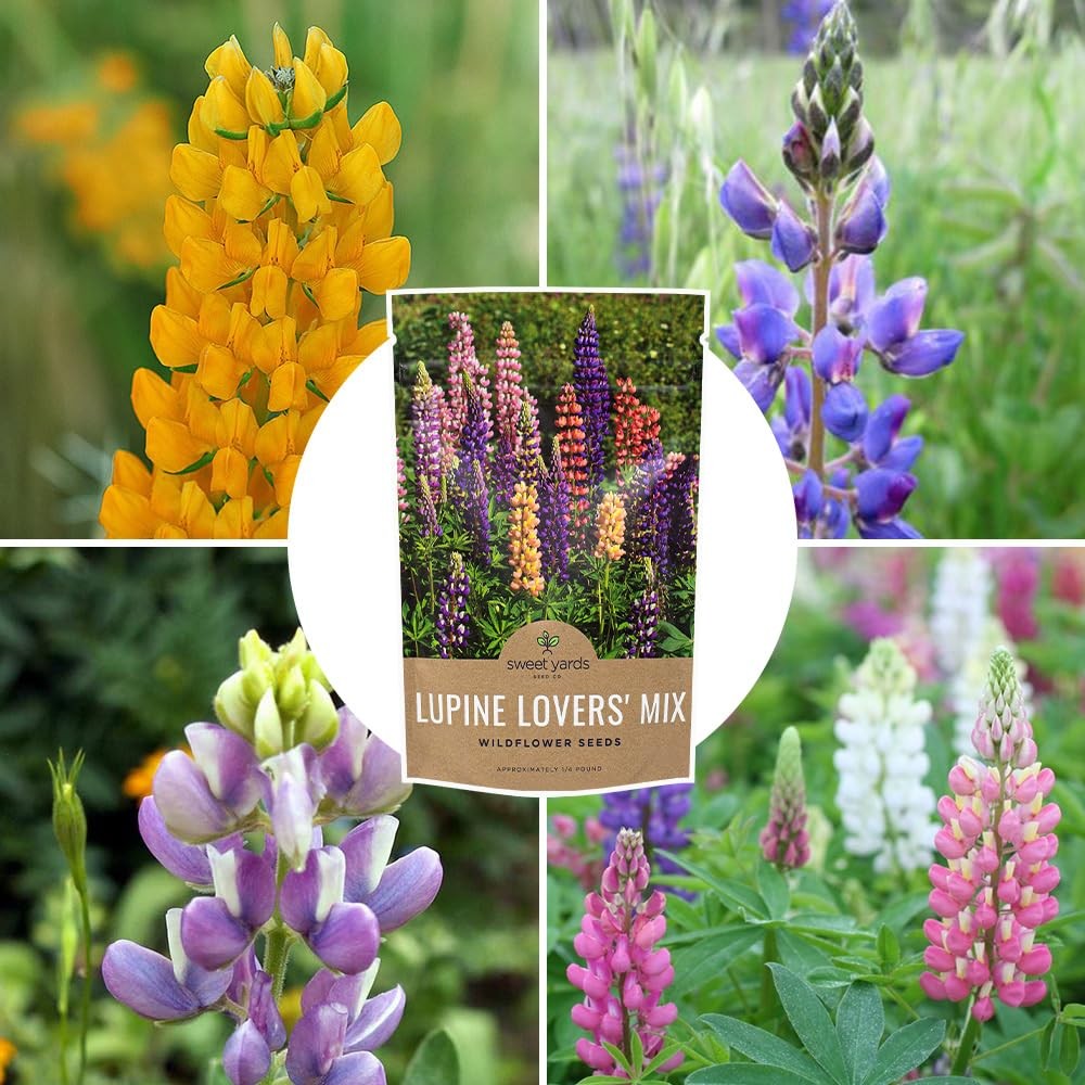 Bulk Lupine Mix Wildflower Seeds 1/4 Pound Bag Over 4,500 Untreated Annual