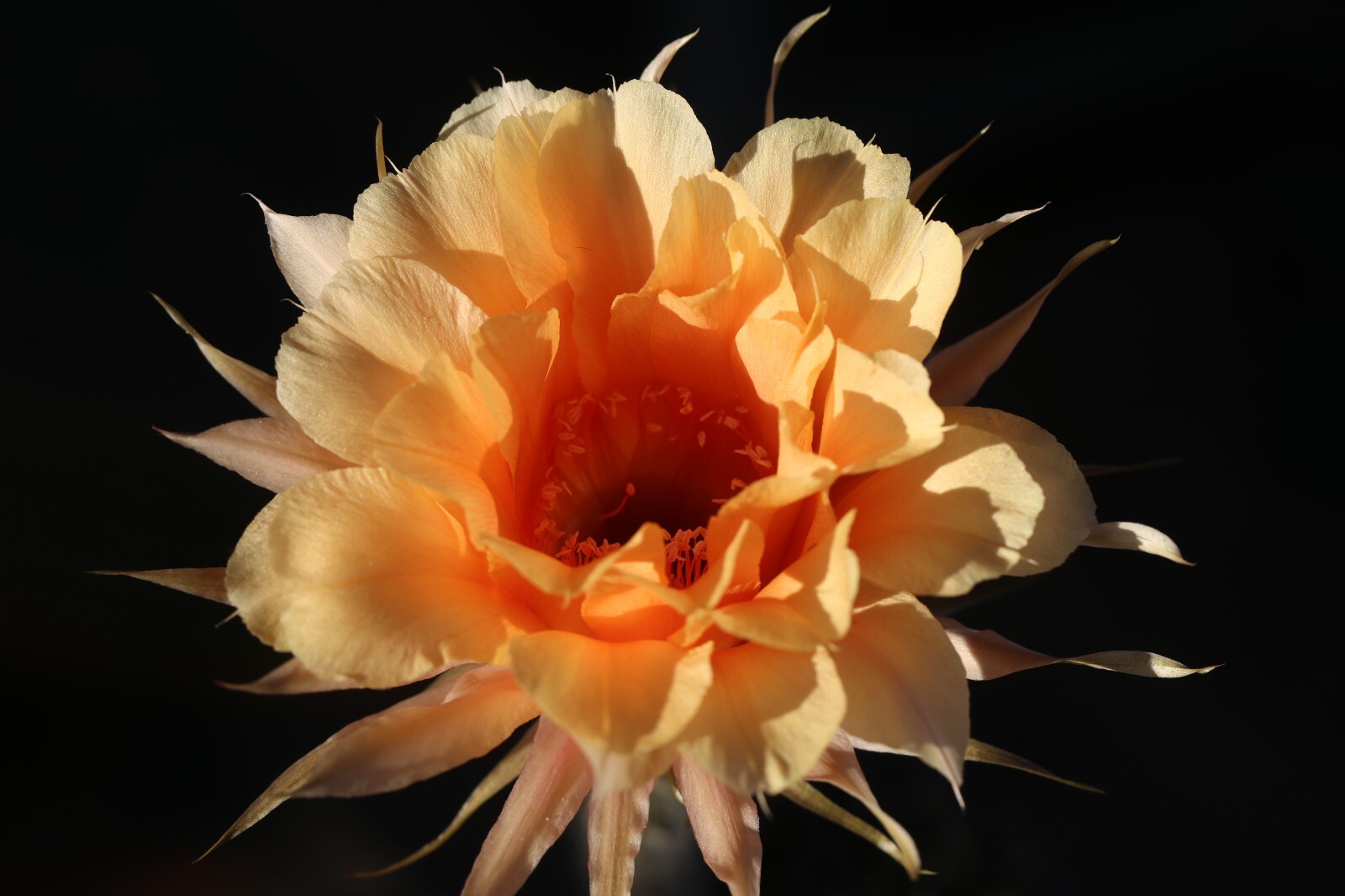 Echinopsis hybrid ‘Sierra Skyline’ x ‘Uranus’