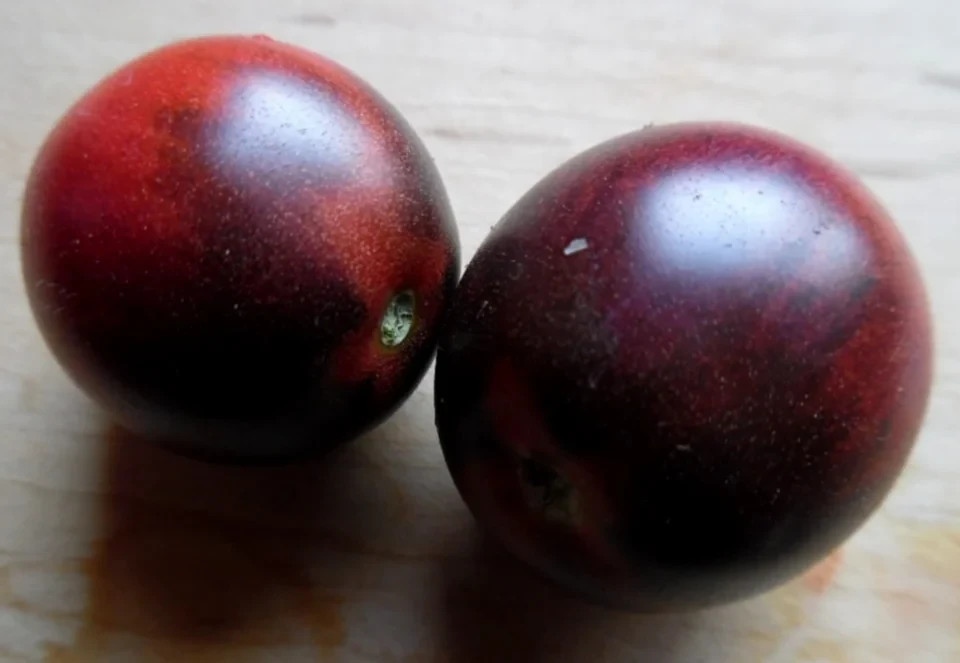 10 seeds Dwarf Mocha’s Cherry Tomato ORGANIC Rare Anthocyanin Variety