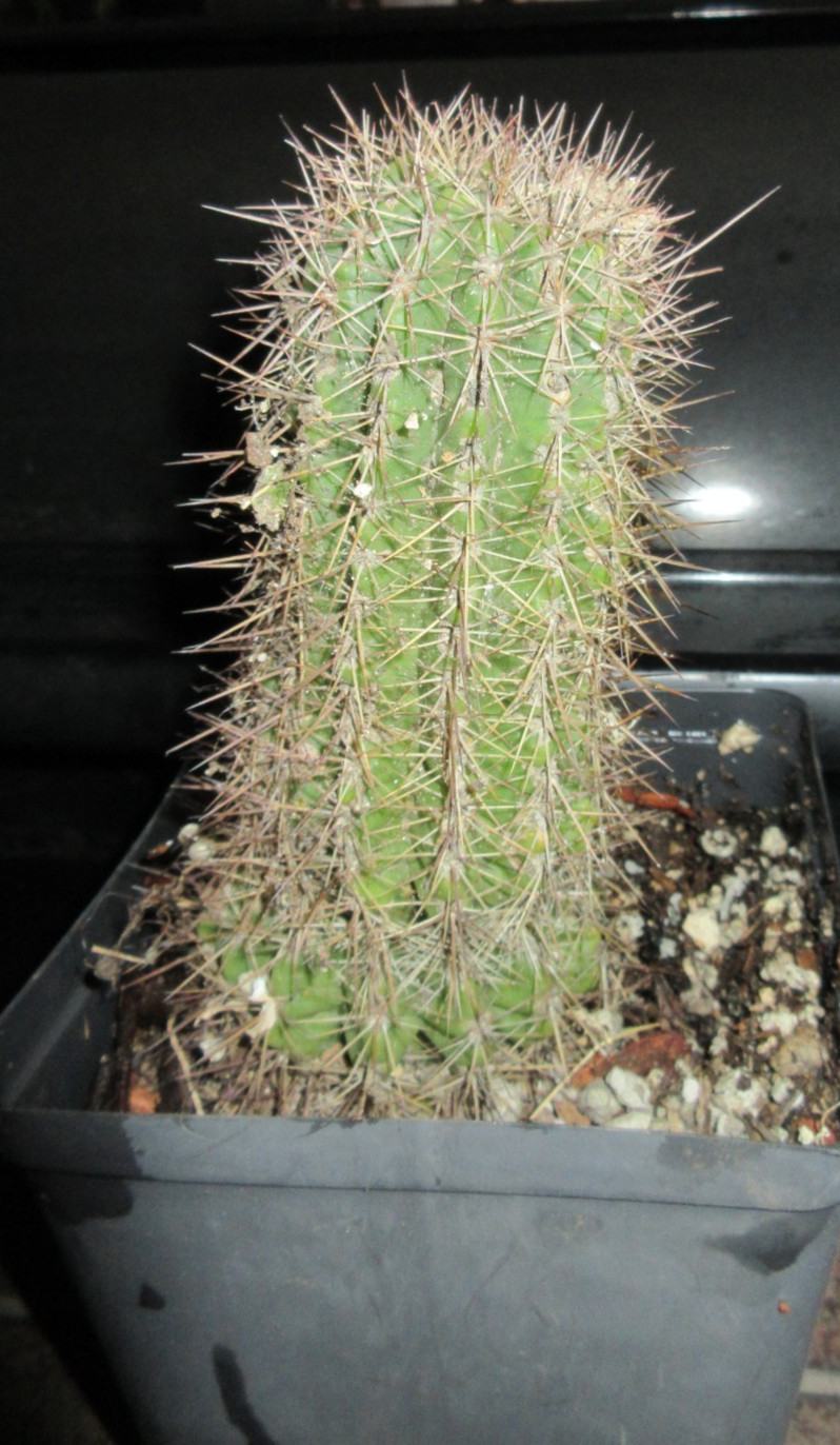 Echinopsis Hybrid ‘Lemon’ Yellow Cactus 6″