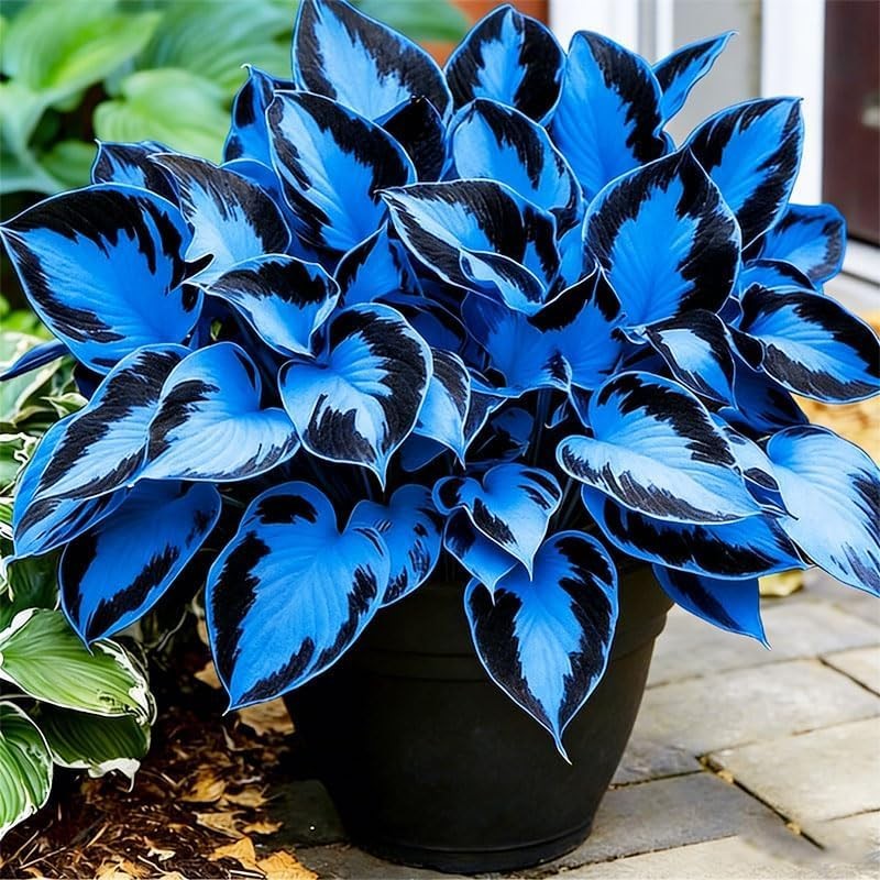 850pcs Premium Hosta Seeds, High Germination, Low Maintenance, for Outdoor Ga…