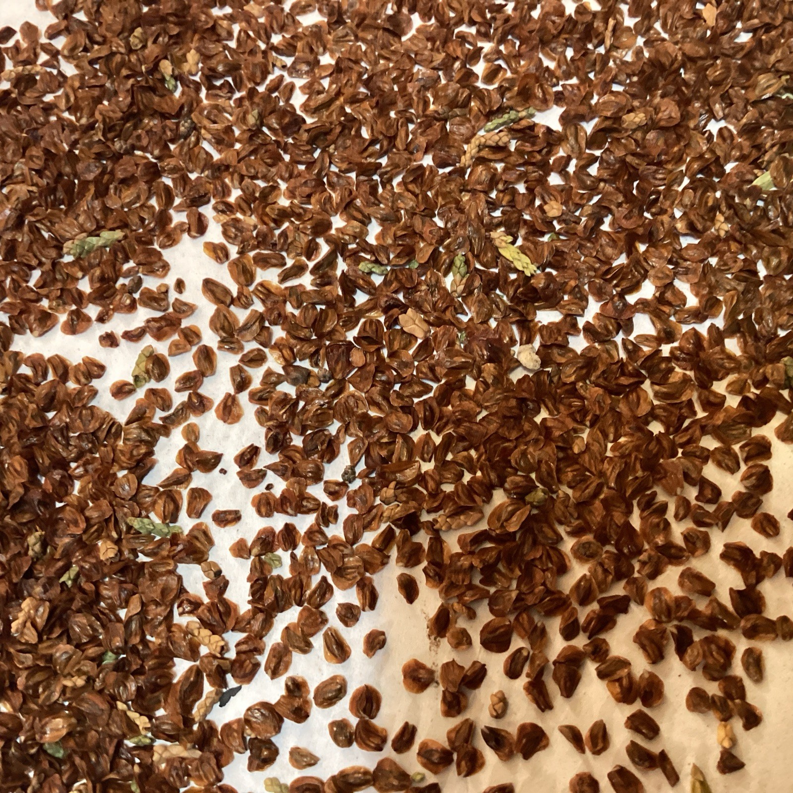 Arizona Cypress Tree Seeds ((Cupressus Arizonica)