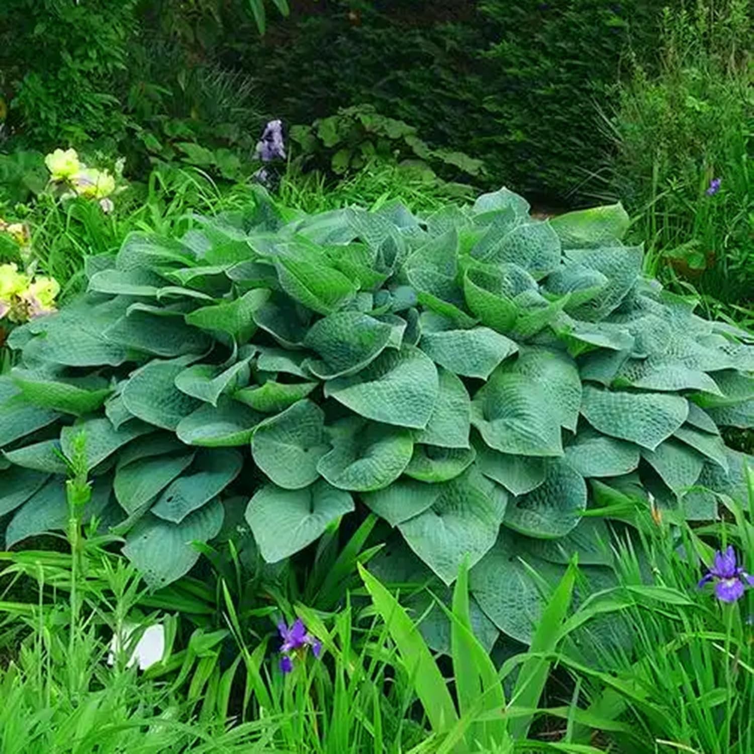 Hosta Seeds for Planting, 290+pcs Rare Perennial Hosta Flower Seeds Plants, N…