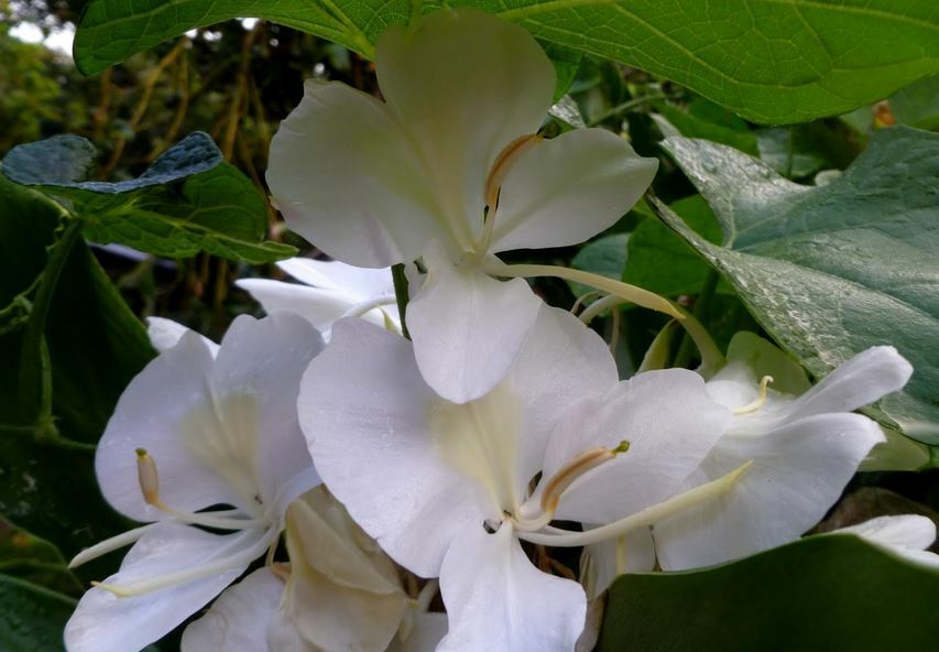 HAWAIIAN WHITE GINGER HEDYCHIUM CORONARIUM STARTER PLANT ROOT – 1 ROOT PER PACK