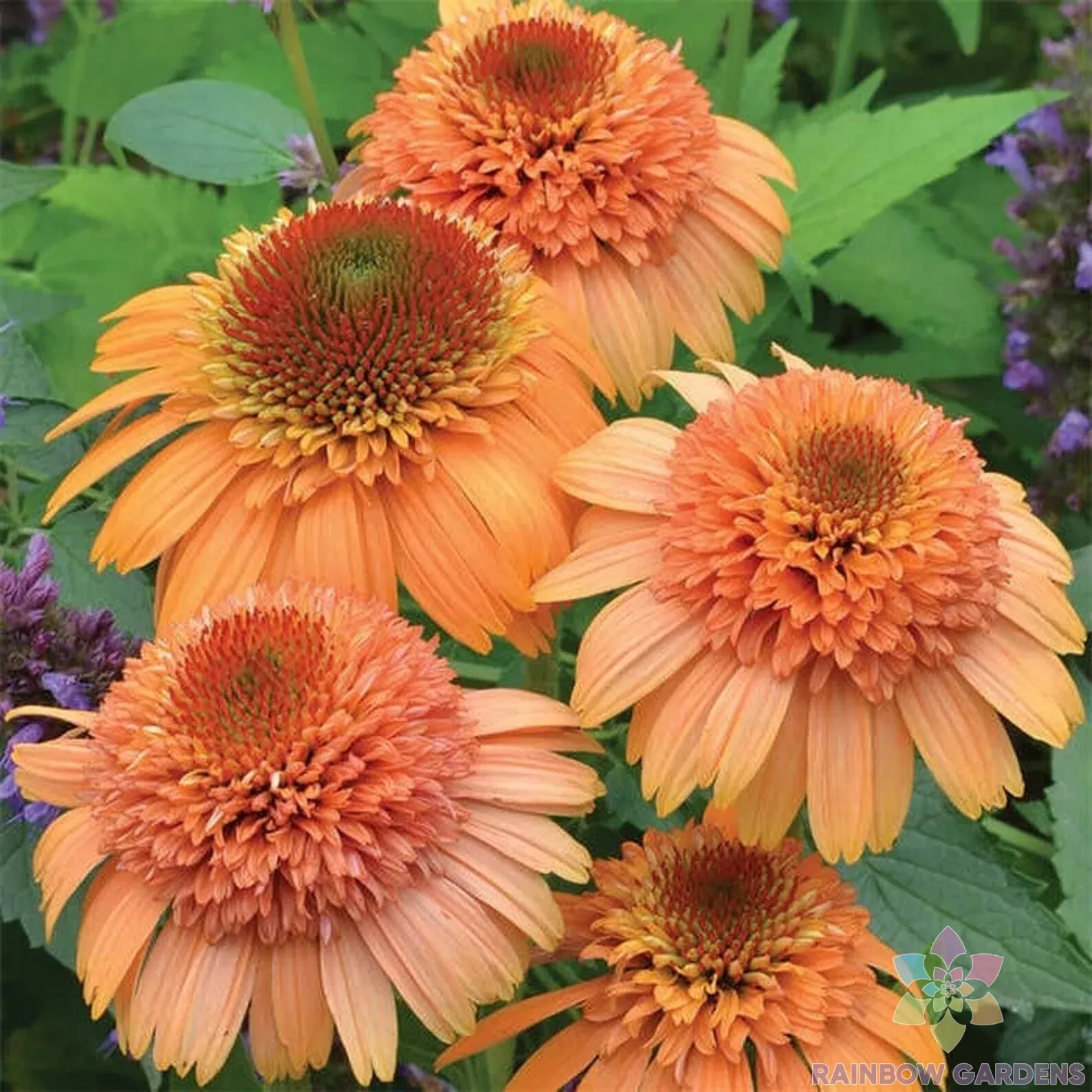200+ Cantaloupe Rudbeckia Seeds for Garden Planting – USA – FREE SHIPPING!