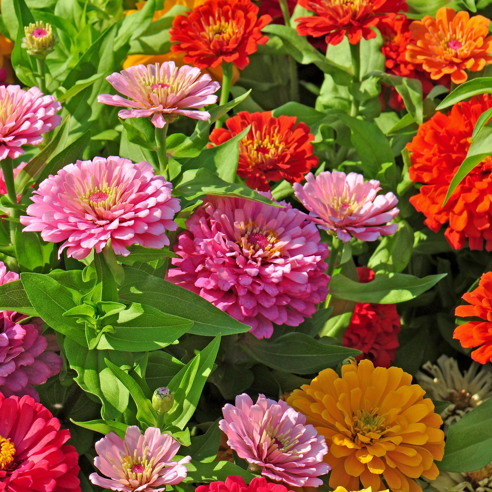 The Old Farmer’s Almanac Zinnia Seeds Green,Orange,Pink,Purple,Rose Red