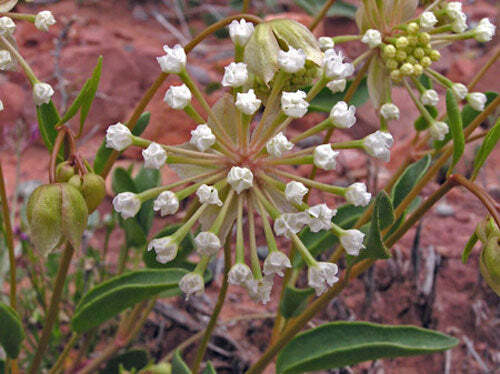 Abronia fragrans | Snowball Sand Verbena | 10 Seeds