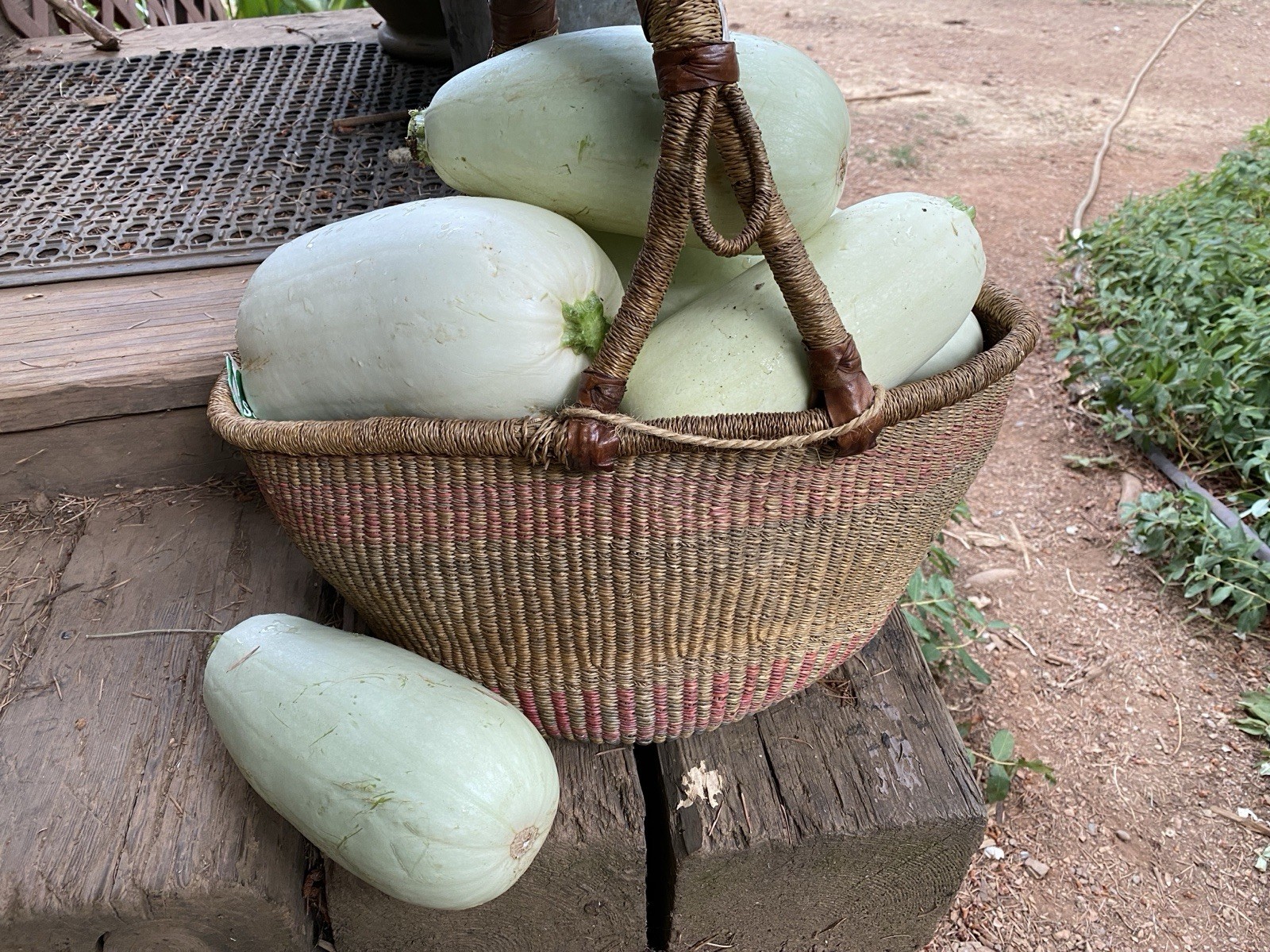 Squash Seed Collection Easy Buttercup Sweet Meat Butternut Zucchini Delicata 175