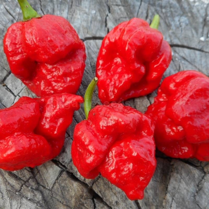 20 Super-Hot Moruga Red Scorpion Premium | NON-GMO | Pepper Seeds-B 55