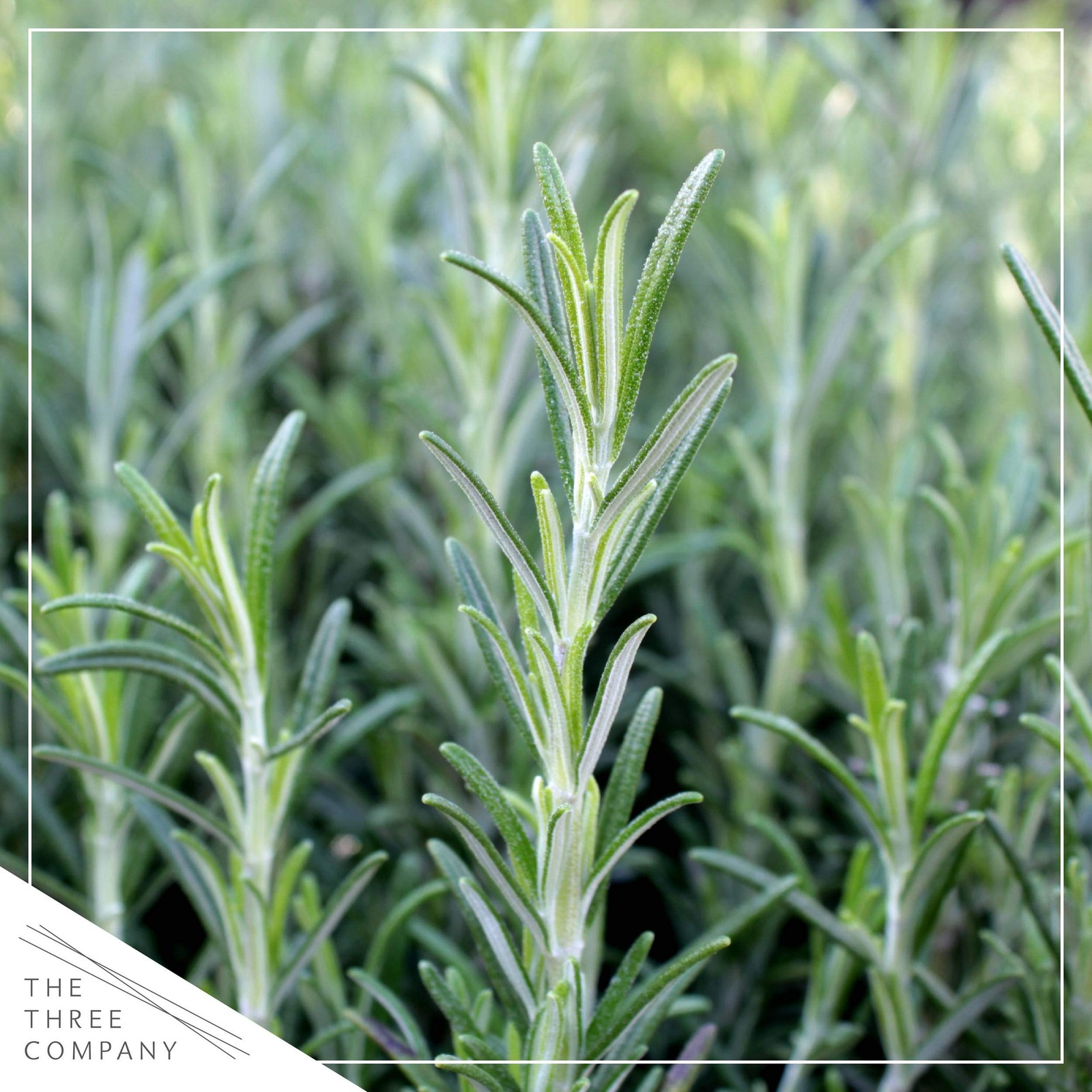 Aromatic Edible Rosemary Herb Pack – Enhances Breathing & Air Quality, 8″x3″