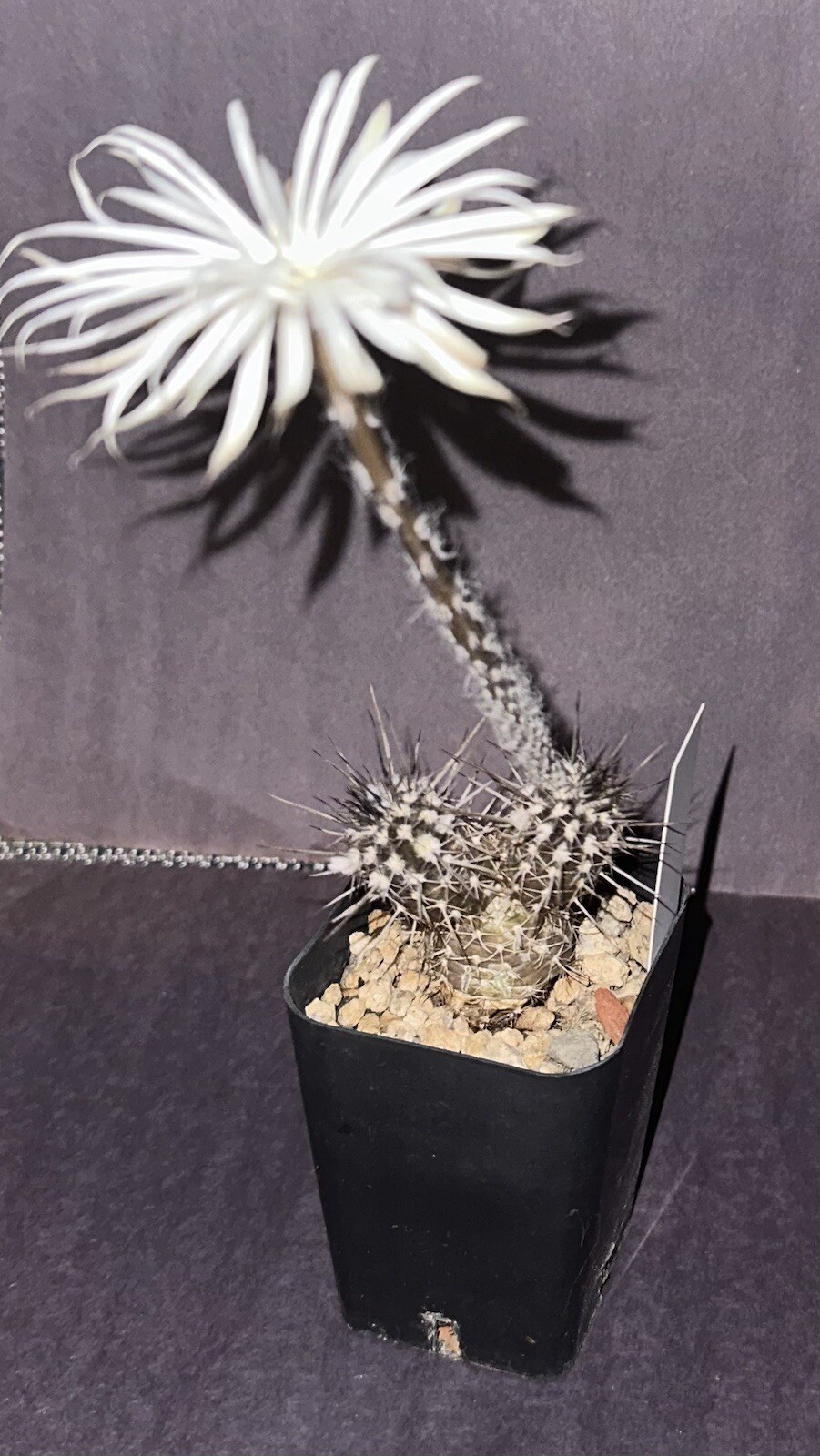 30x Setiechinopsis Mirabilis Cactus Seeds 2025у