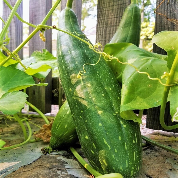 Sponge Luffa Seeds | Dishcloth Gourd Smooth Loofah Craft Melon Asian Seed 2024