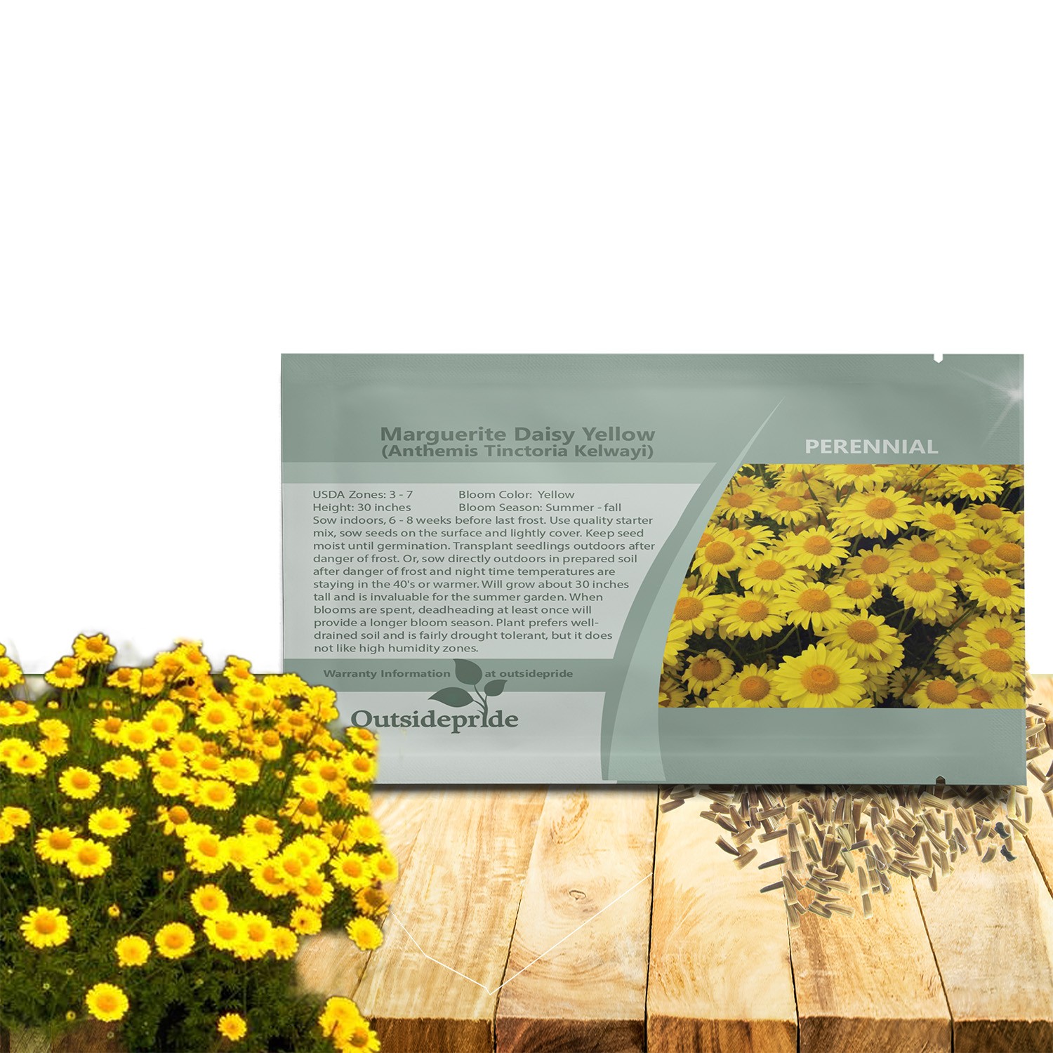 10000 Seeds Golden Marguerite Daisy Drought Tolerant Anthemis Tinctoria