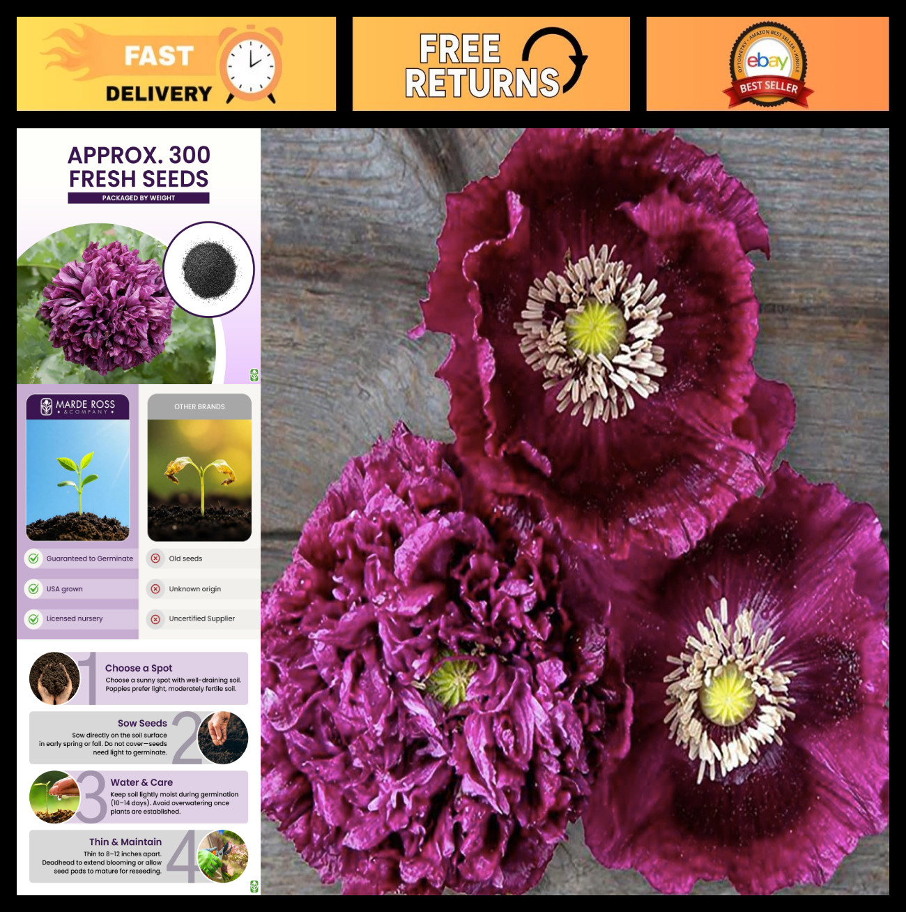 Tall Dark Purple Black Beauty Poppy Seeds – 300 Fresh Wildflower Seeds for Plant