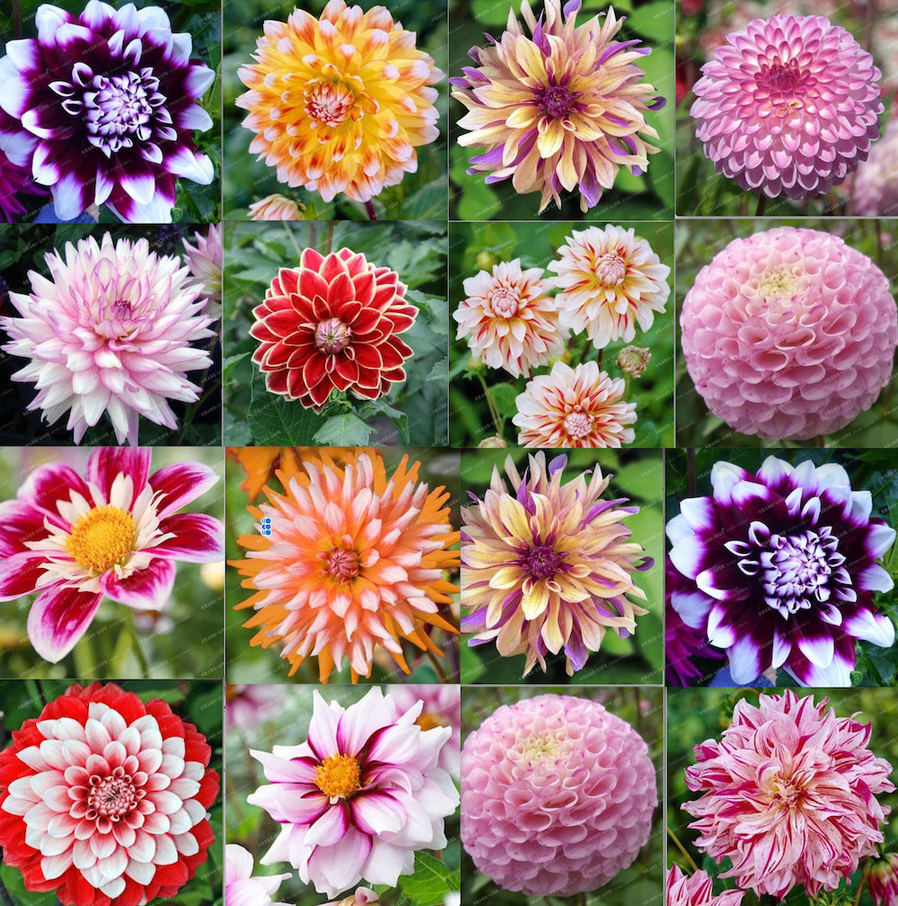 20 SEEDS for MIXED COLORS DAHLIA pink red purple rare flower plant USA Seller