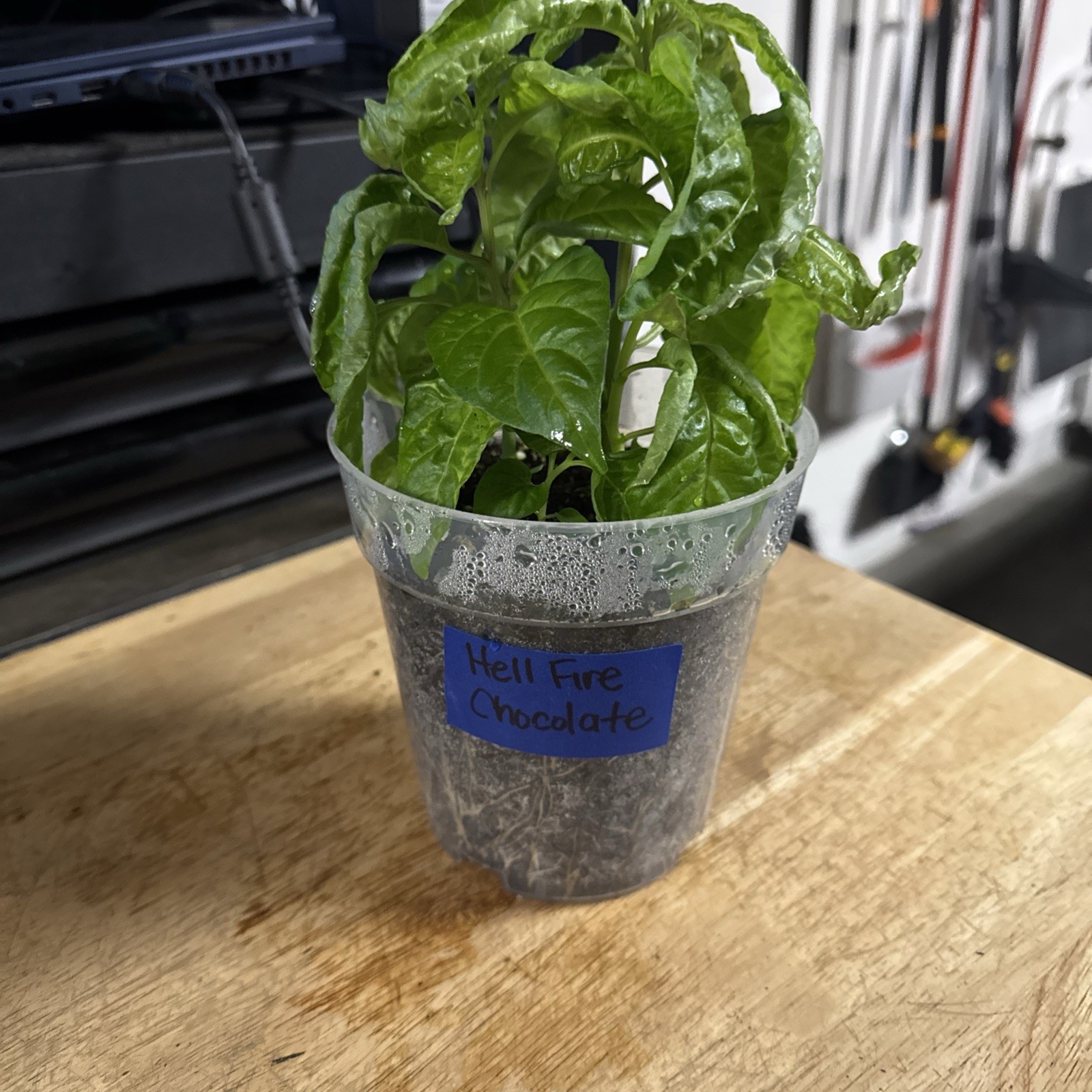 All Varieties!! 5 Pepper Plants!! 1 Type Per Container!! Ready To Ship!!