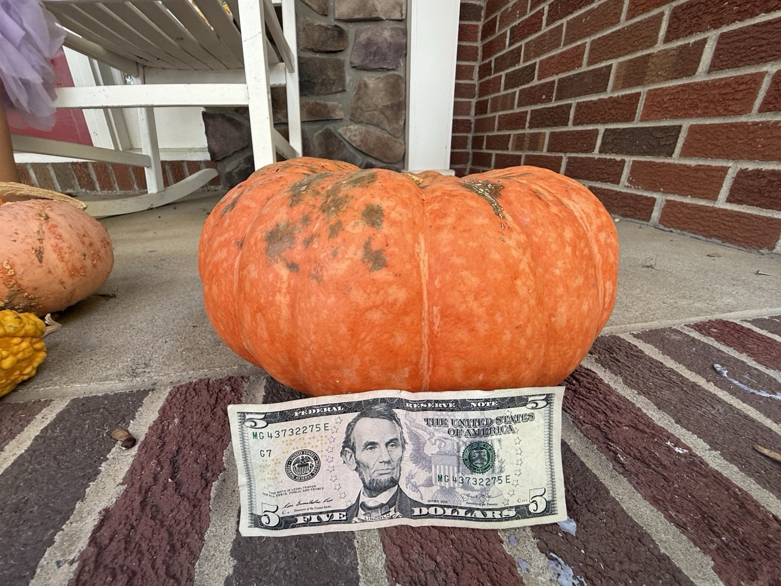 Seeds #28 (10ct): Bright Orange, Dark Green Speckled, Large, Pumpkin Unique