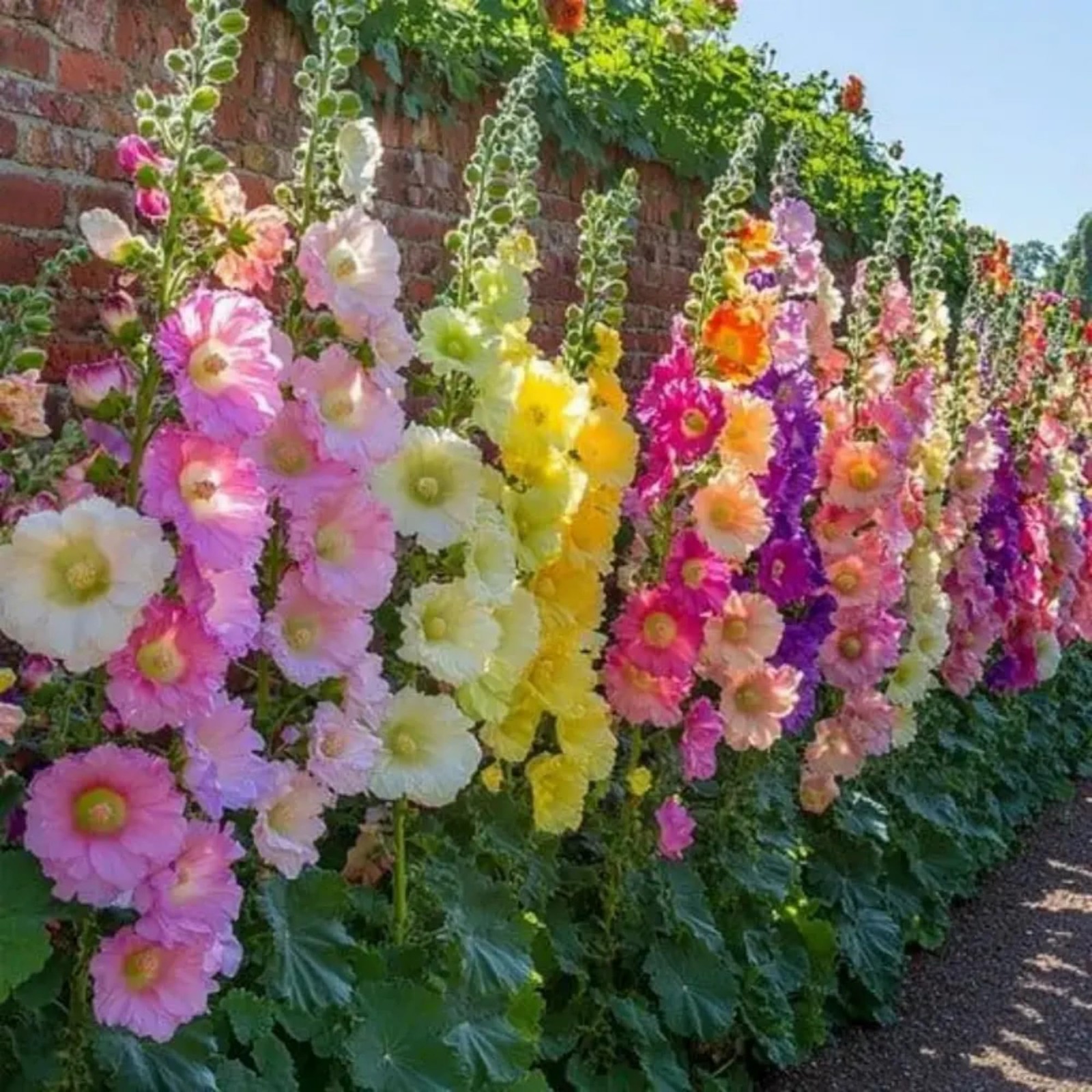 300+ Double Hollyhock Seeds for Planting – Giant Mixed Hollyhock Flowers Seed Pe