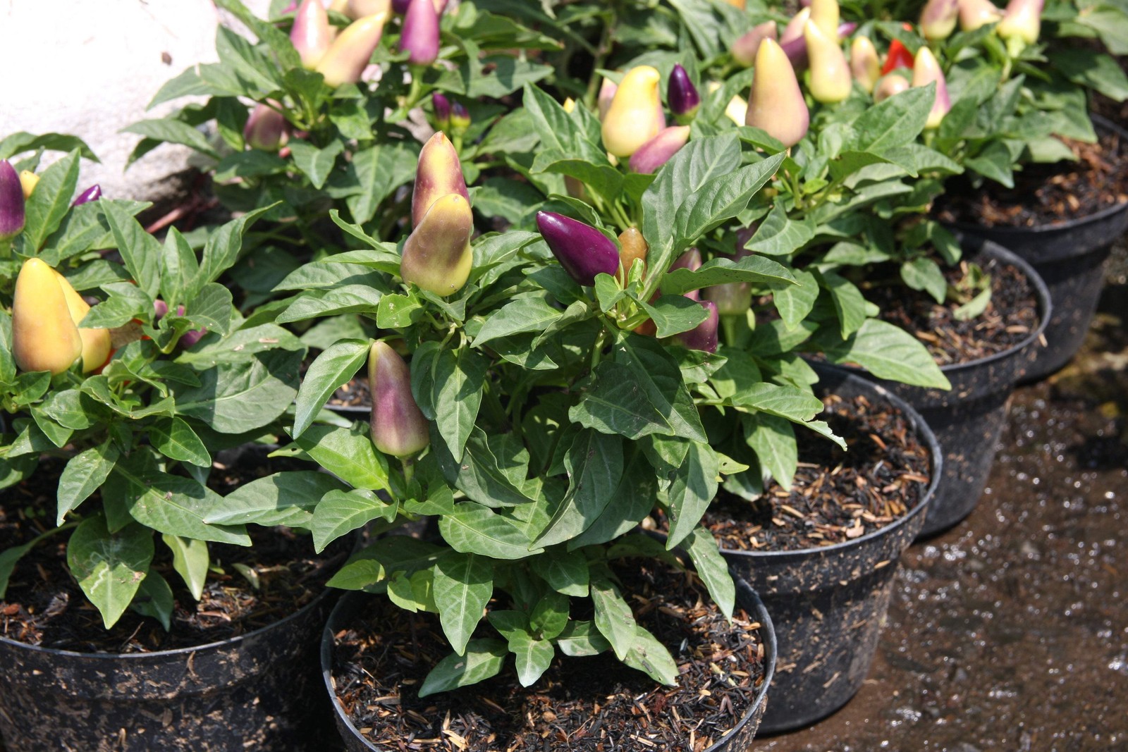 1000 Pcs Five Color Pepper Seeds Ornamental Hot Chili Heirloom Vegetable Garden