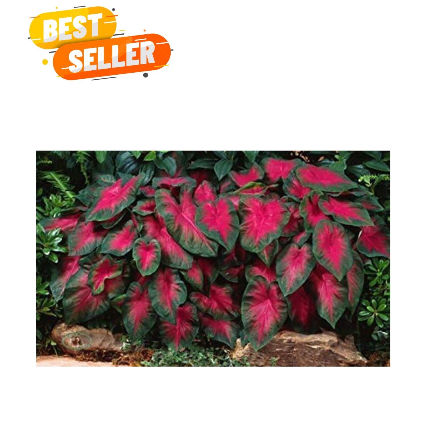 Caladium Buck 6 Bulbs – Elegance for Shady Gardens – Perennial Hosta, Elephan…