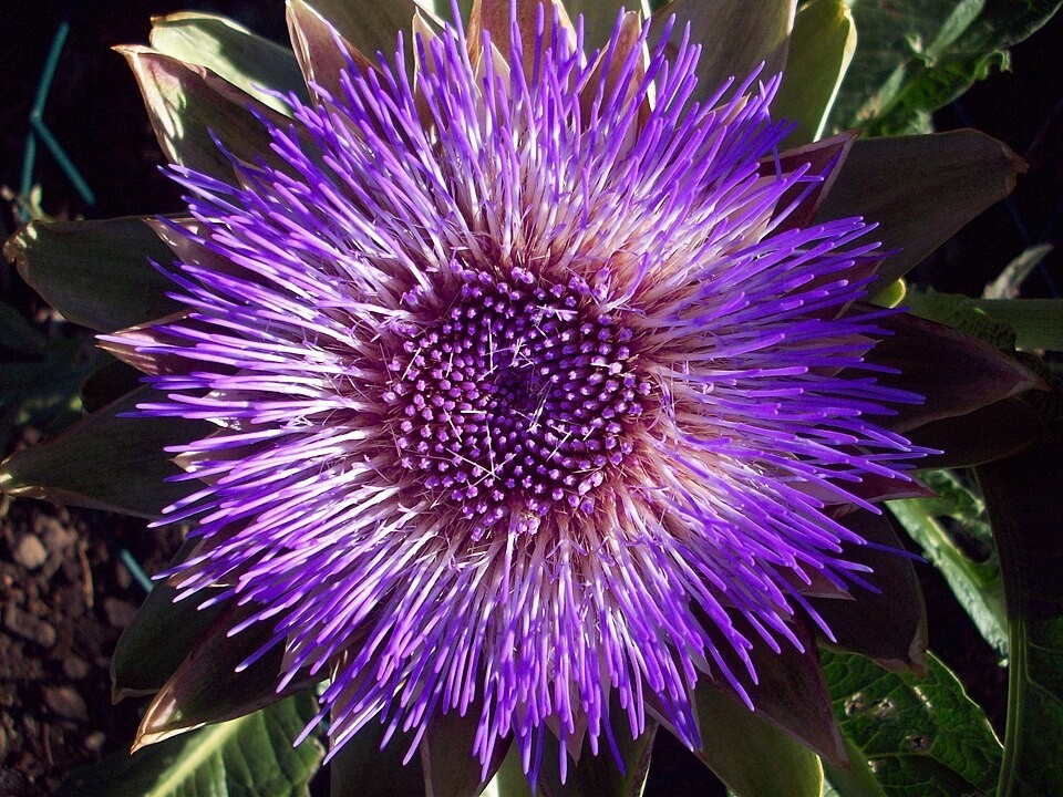 Green Globe Artichoke Seeds | Heirloom Artichoke Seeds | NON-GMO Garden Seeds