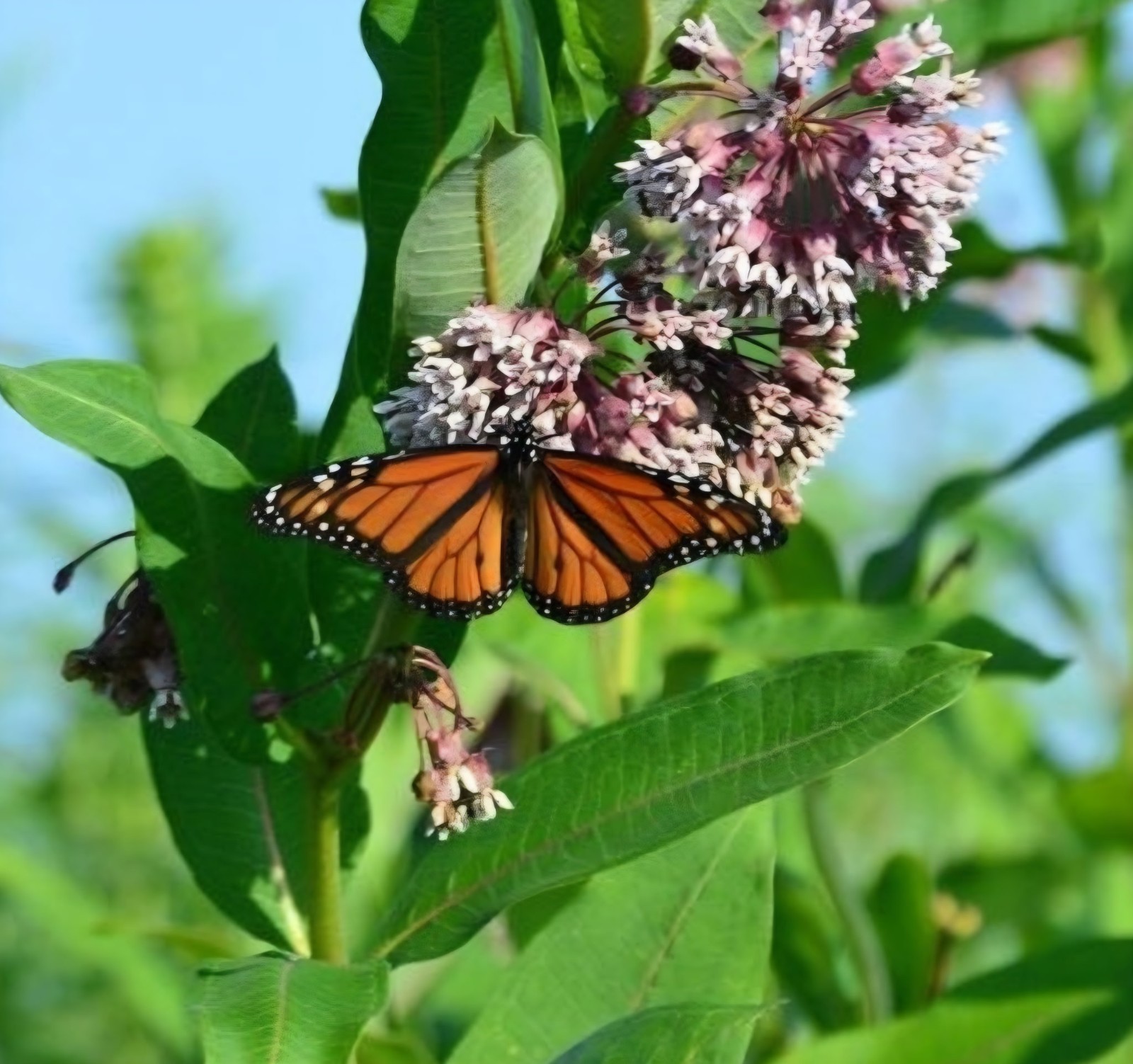 Common Milkweed ‘Asclepias syrica’ Live Plant In Growth Stage