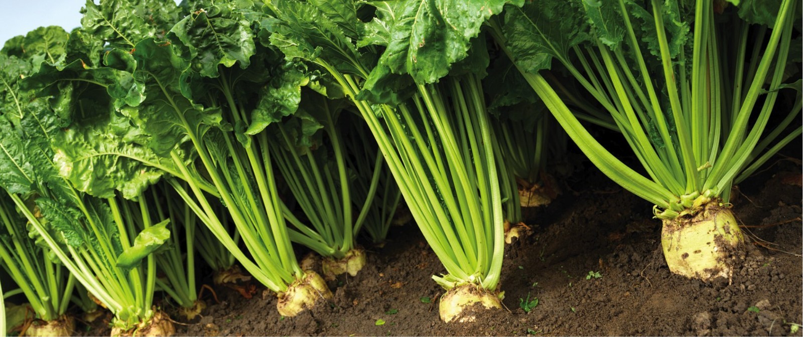 SUGAR BEET SEEDS 2 grams 100+seeds survival food GARDEN GROW healthy VEGETABLES