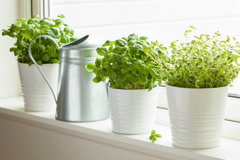 7 CULINARY herb varieties NON-GMO SEEDS GREAT in the KITCHEN ESSENTIAL SURVIVAL!