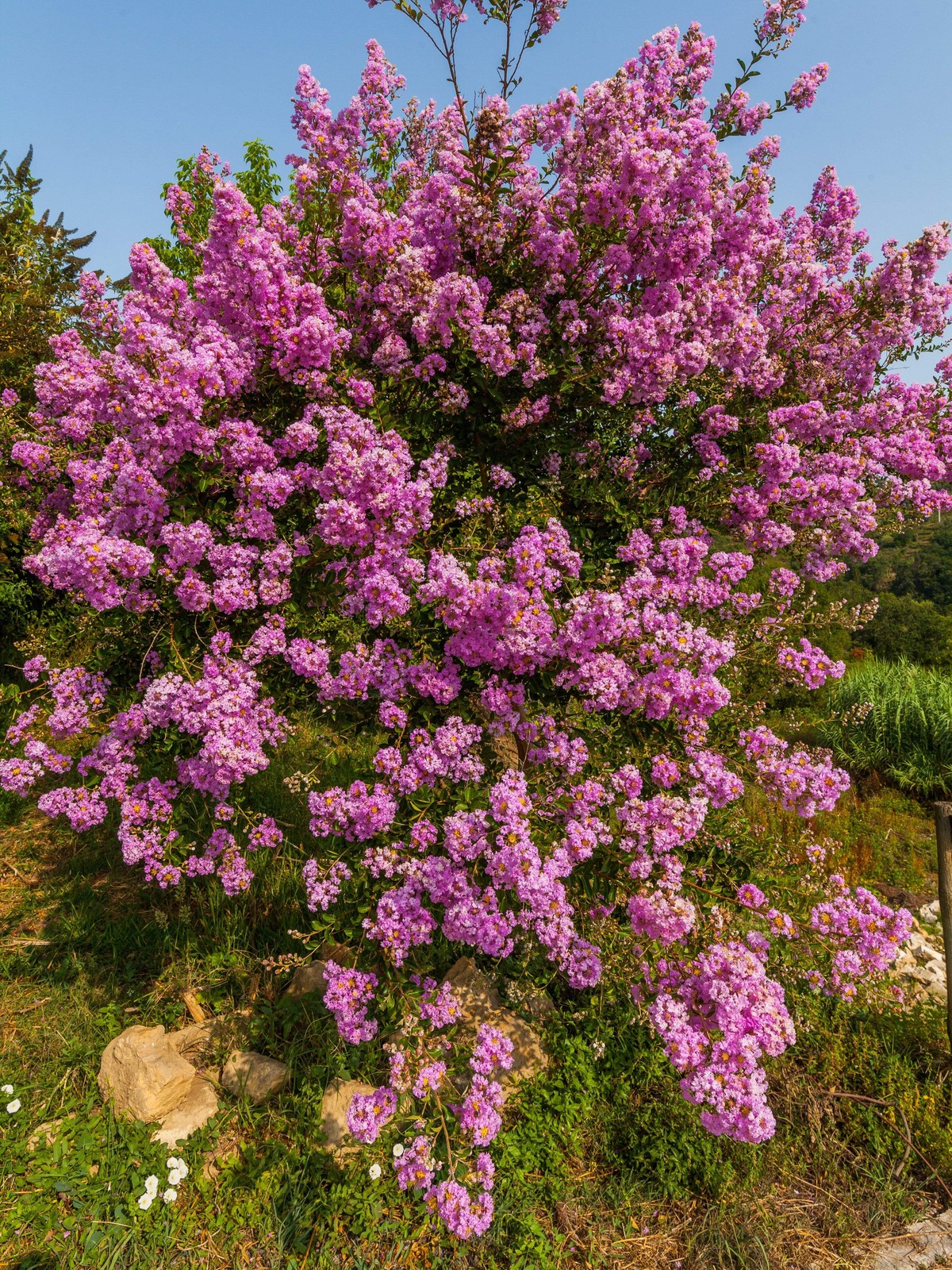 1000 Bulk CREPE MYRTLE Mixed Colors Lagerstroemia Indica Tree Shrub Flower Seeds