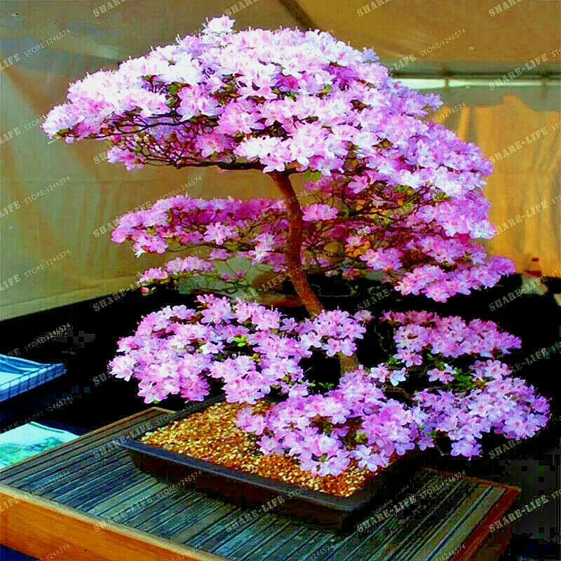 JAPANESE SAKURA CHERRY BLOSSOM TREE SEEDS (Prunus sargentii) Hardy Flower Plant