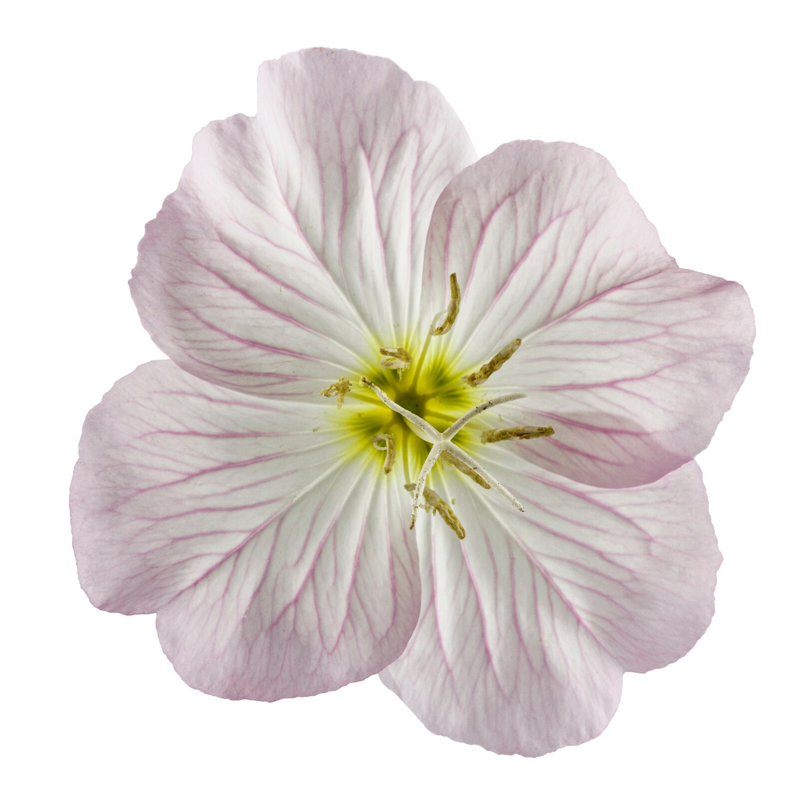 Pink Showy Evening Primrose Seeds 1500+ | A Perennial Medicinal Herb Flower