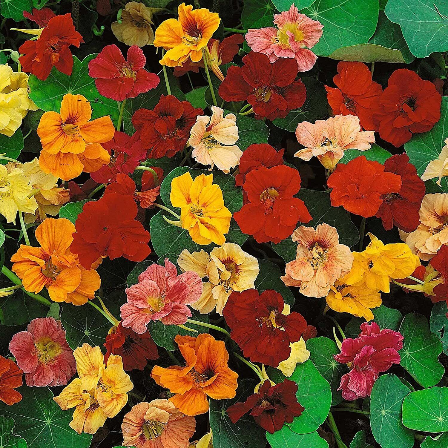 Dwarf Jewel Mix Nasturtium for Planting – Attractive Mixed Color Blooming Vine