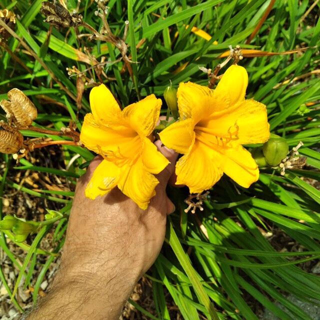 40 GOLDEN DEEP YELLOW STELLA DE ORO DAYLILY SEEDS-~Constant Re-Blooming Flowers!