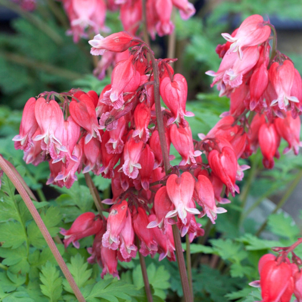 25 Luxuriant Bleeding Heart Seeds Dicentra Spectabilis Shade Flower Garden 689
